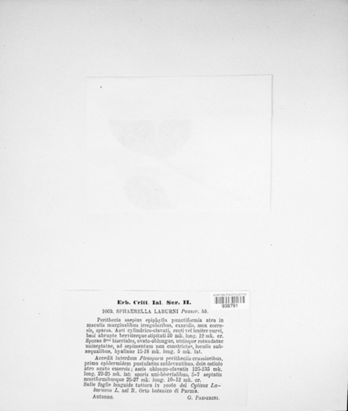 Sphaerella laburni image